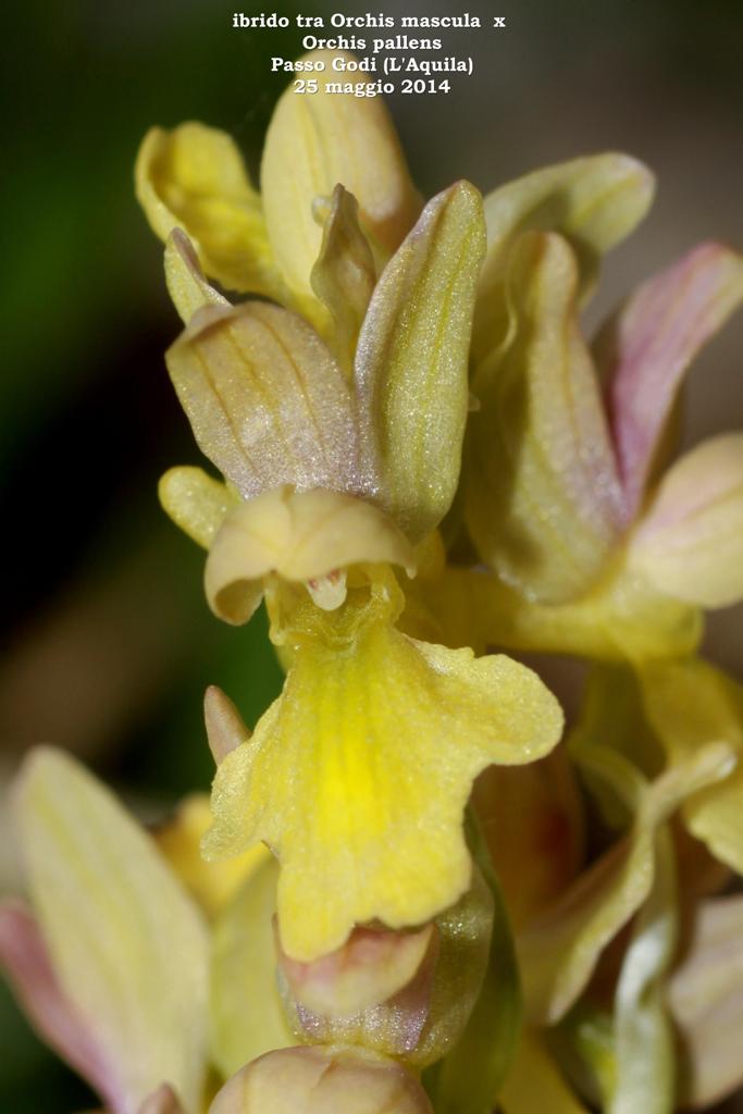 Monti della Laga, N.widderi, P.albida var. tricuspis e altre orchidee 27 giugno 2015